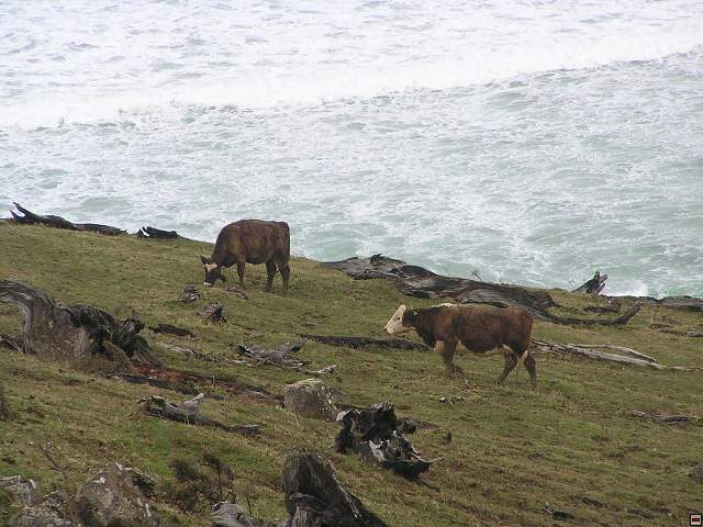 The Catlins Coast 004.jpg